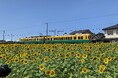 【富山県舟橋村で開催】サンフラワープロジェクト2025〜種まきとサンフラワーポップコーン編〜