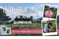 「素人同然の私でも」　山梨・山中湖村で始まったダリアの副業実験