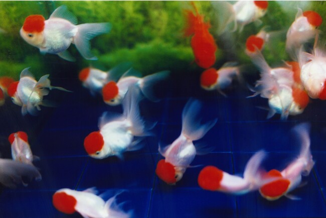 wLiquid Dreamsx (C)mika ninagawa, Courtesy of Tomio Koyama Gallery