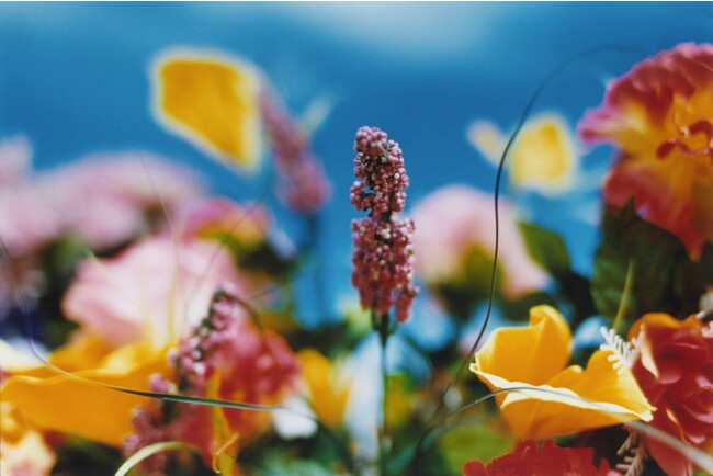 wỉԁx (C)mika ninagawa, Courtesy of Tomio Koyama Gallery