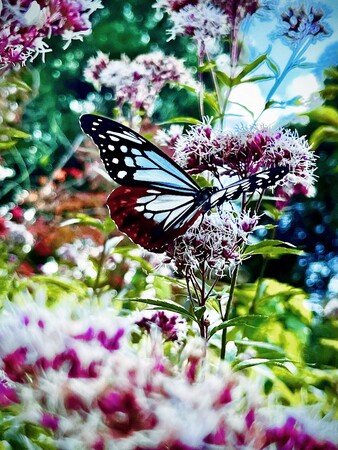 wButterfly Dreamx (C)mika ninagawa, Courtesy of Tomio Koyama Gallery