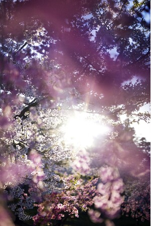 wԁAux (C)mika ninagawa, Courtesy of Tomio Koyama Gallery