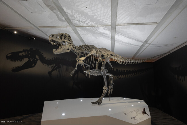 ゴルゴサウルス全身骨格標本（所蔵：ダブルヘリックス）