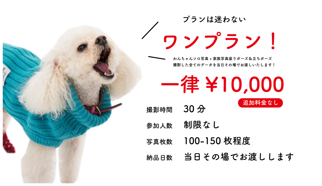 愛するわんちゃんへの誕生日プレゼント わんわんバースデーフォトサービス を３月11日 金 より開始します 株式会社u Rakataのプレスリリース