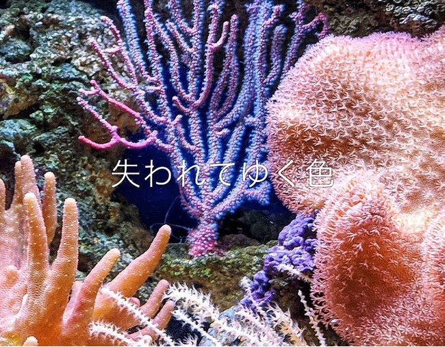 年々失われている珊瑚礁による美しい海の色