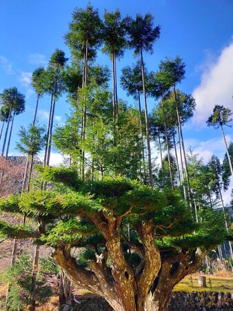 垂木丸太の生産を目的に600余年の歴史を持つとされる育林方法。この大台杉は樹齢450年とされる 