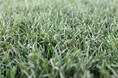 世界初の海で分解する人工芝葉を採用したスポーツ用ロングパイル人工芝と充填材をカネカと共同開発