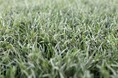 海を含めた自然界で分解する生分解性人工芝「Re Green Grass 9」