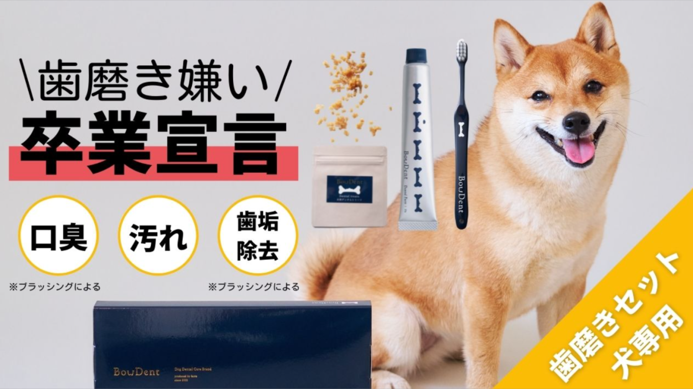 わずか3時間で目標達成 愛犬用の歯磨きセット Bowdent がmakuakeにて先行販売開始 株式会社toiroのプレスリリース