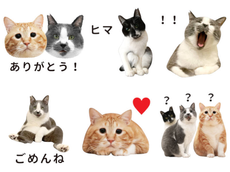 Snsで人気の元保護猫 ぐっぴー くまくま とコラボ ペット情報サイト Sippo オリジナルlineスタンプ を発売 株式会社朝日新聞社のプレスリリース