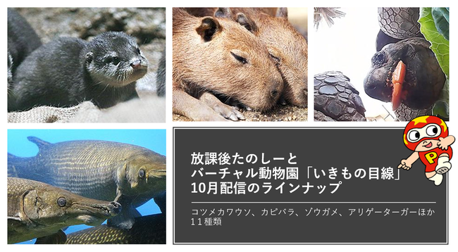 10月配信のラインナップ：コツメカワウソ、カピバラ、ゾウガメ、アリゲーターガーほか11種類