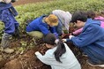 有機野菜の収穫体験/約20mの大木を倒す間伐体験+記念樹植樹体験体験を通じ、“食”を支える~持続可能な農業を未来に~