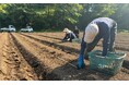 ワタミファーム 倉渕農場にて「菊芋」の播種を実施　～“毎日の食”から健康を支える、有機栽培の菊芋づくり～