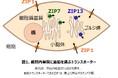 線維芽細胞での亜鉛トランスポーター発現増加作用を発見