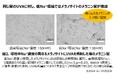 体内のイオン環境が日ヤケにも影響する可能性を発見