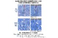 毛の根元でおこる真皮再生に着想し、真皮再生の鍵因子プレイオトロフィンを発見