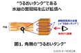 肌の"うるおいタンク"を拡張、至高のうるおいハリ肌へ