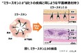 ミラースキン™を進化させ、より本物に近い皮膚構造の再現に成功。究極のテーラーメイド化粧品の創出を目指す