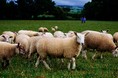 アイルランド産ラム肉輸入開始