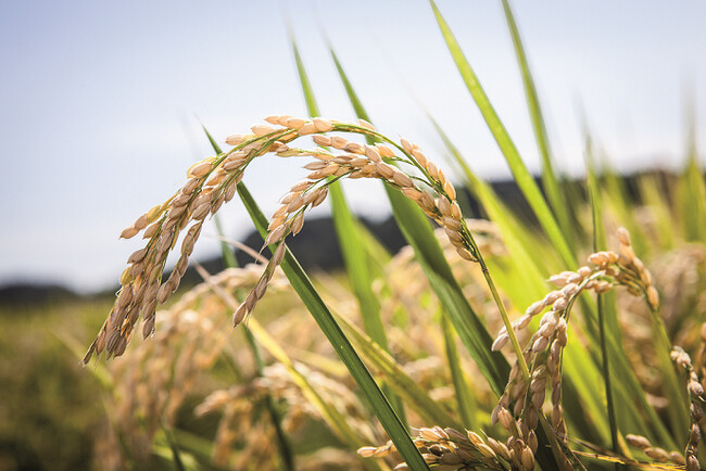 BASFは農業の現場における炭素管理と環境負荷の低減に向けた取り組みを推進
