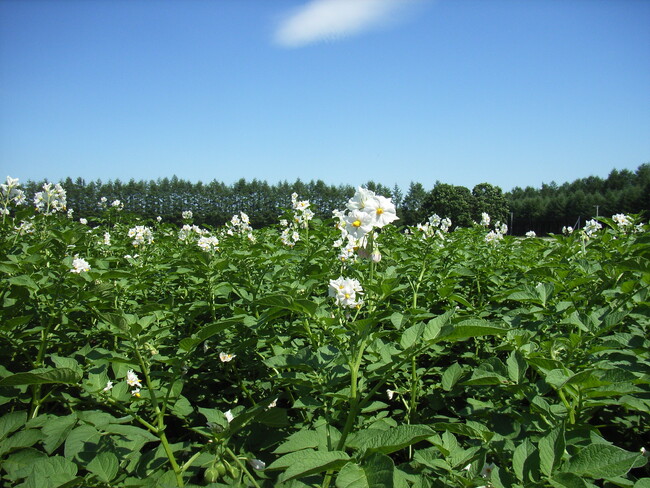 xarvio(R) FIELD MANAGERが北海道の基幹作物栽培をサポート