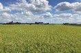 BASF ジャパン、日本初の米づくりにおける雑草防除の成果保証型サービス「xarvio® HEALTHY FIELDS」を提供開始