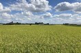 BASF、NEWGREEN、ヤマタネの3社、脱炭素・低環境負荷米の生産・流通と付加価値の創出に向け、戦略的提携の協議を開始