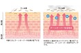 日本発クリーンビューティコスメブランド ヴィーガンを取り入れた独自製法* “ヴィーガシナジー製法®” 新ブランド“SAIRAI®”誕生