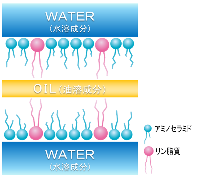 ラメラ模式図（イメージ）