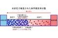 平衡では存在できない「不安定な状態」を熱の流れにより実現