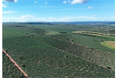 中南米地域を対象とする森林ファンド The Reforestation Fund への出資契約を締結