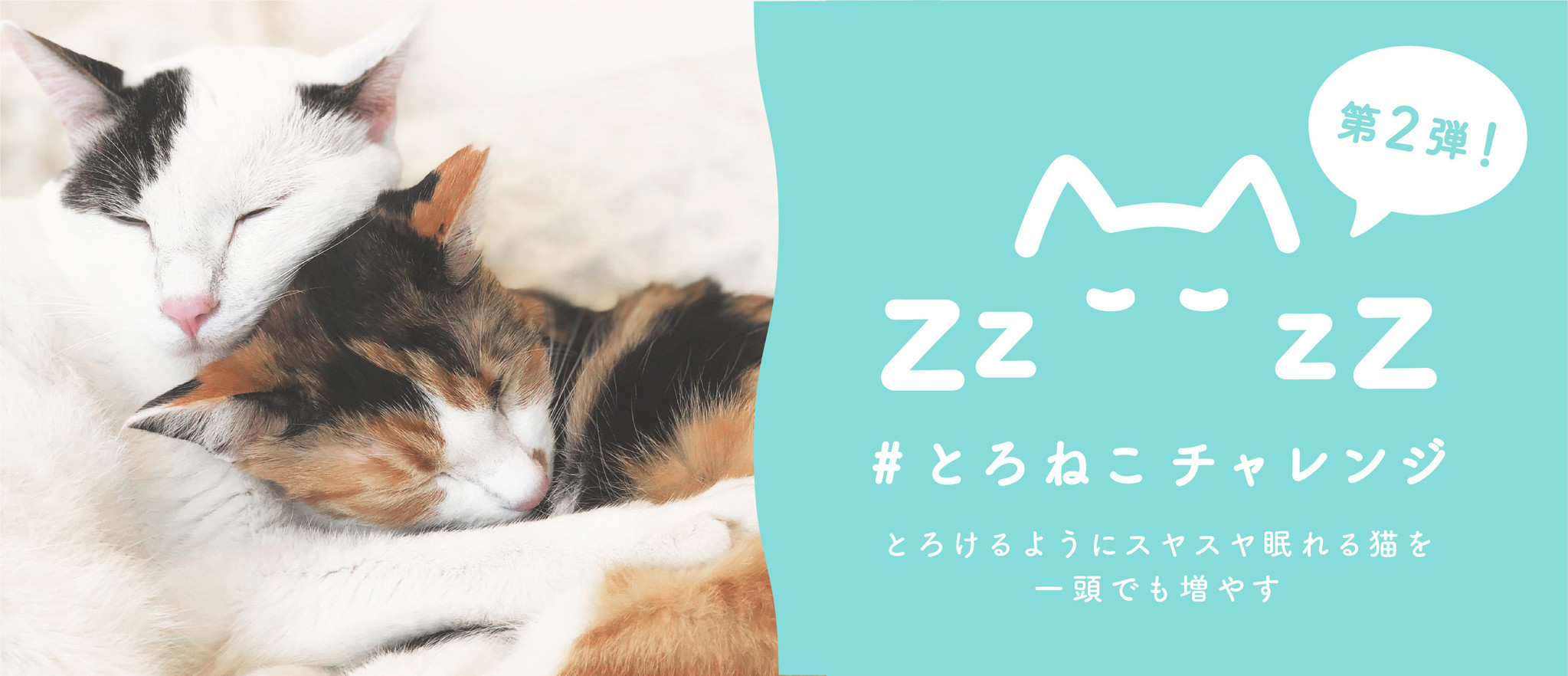 保護猫の譲渡活動を支援する とろねこチャレンジ 第二弾にハミングlinne クイックルが参画 花王株式会社 花王mkニュース のプレスリリース