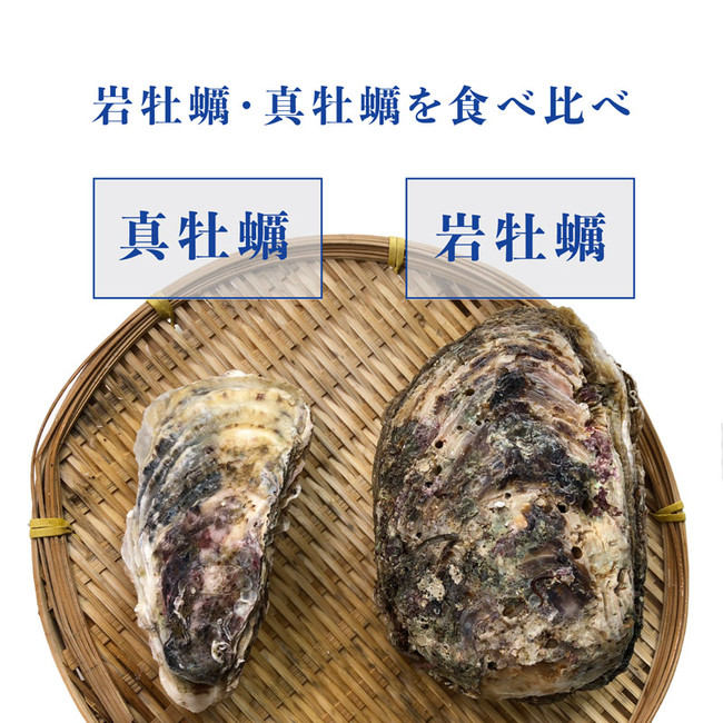 岩牡蠣と真牡蠣の比較イメージ