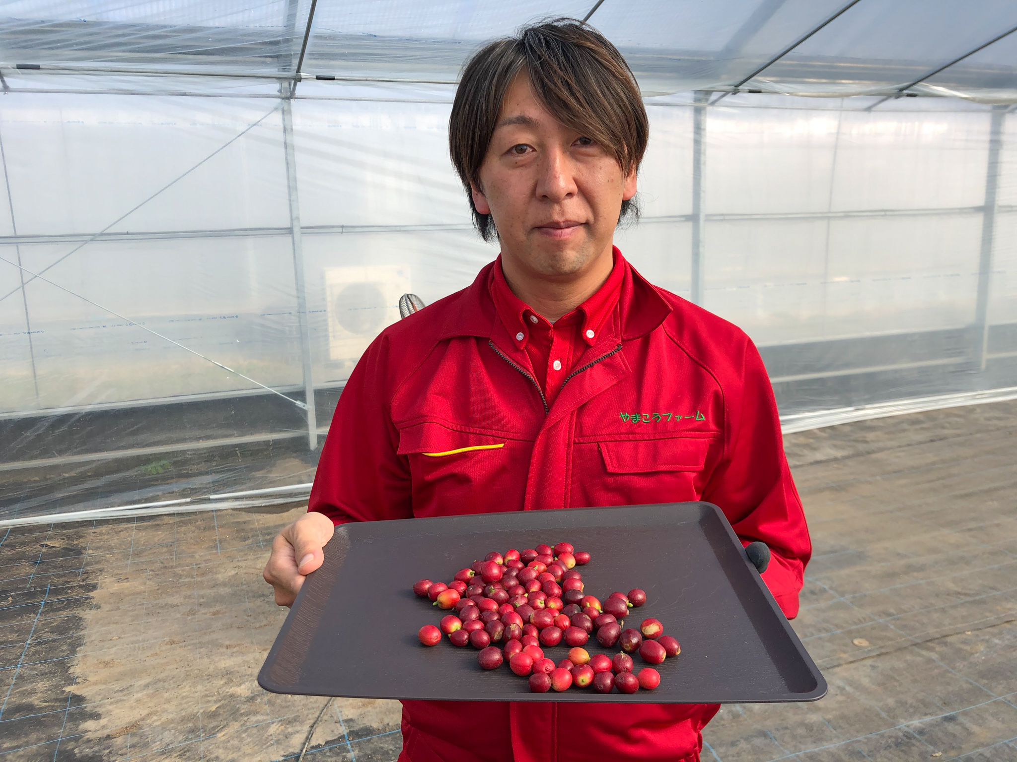やまこうファームが 国産コーヒー の初収穫に成功 本州で日本国産のコーヒー栽培が可能に やまこうファーム株式会社のプレスリリース