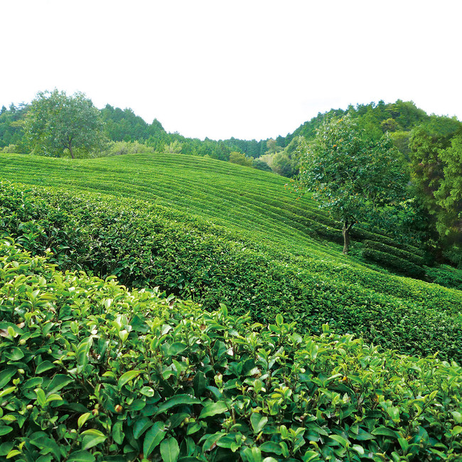 ＜コトシナ＞有機栽培の茶畑