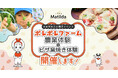 家庭料理テイクアウトの「マチルダ」、親子向け休日イベントを開催!千葉・ポレポレファームで農業体験&ピザ窯焼き体験を実施