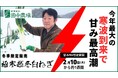 極寒越冬白ねぎ・今年最大の寒波到来で甘味最高潮!鳥取県・田中農場にて販売中