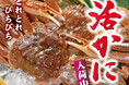 【活ズワイかに】年中入荷中!!