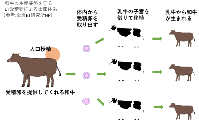 和牛の生産基盤を守るET受精卵による出産体系