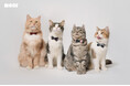 猫の日にブランド4周年を迎えるMOCKより、愛猫のための“ちょっと贅沢”な蝶ネクタイ『ÉCLAT BOW』を発表