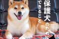 お迎え以外にもできる、保護犬のための活動とは? 基本の知識から保護団体のお仕事までを特集した日本犬専門誌『Shi-Ba【シーバ】』最新号Vol.133が8月29日(木)発売