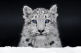 10月23日は「世界ユキヒョウの日」 ネコ科猛獣のかわいすぎる写真集『ほぼねこ』がキャンペーンを実施中