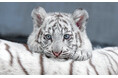 【猛獣なのに】ホワイトタイガーの写真集『とらのこ』がAmazonペット部門で1位を獲得してしまう|本日発売