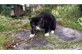 4年10ヶ月の一生を駆け抜けた「猫小人症」の猫 やさしさと笑いに包まれた日々がフォトブックに