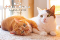 わちゃわちゃ可愛い!元保護猫の仲良しコンビ『2026ねこのナナちゃん・ポンちゃんカレンダー』が9月3日発売
