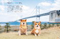 【発売3日で増刷決定!】完売書店続出の『柴犬スティーブ白書』から増刷記念キャンペーンのお知らせ