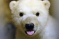 白モフがたまらない！国内31頭のホッキョクグマが登場する『ホッキョクグマまるごとBOOK』が発売