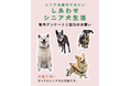 シニア犬とその飼い主のためのシニア犬専門誌が2026年7月発売決定！ 制作に向けたアンケート募集開始