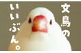 文鳥にモテたい人にオススメ 最新研究でわかった50のヒミツを可愛い写真とともに解説した『文鳥のいいぶん。』が発売