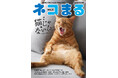 猫だけど猫じゃない⁉︎　不思議な仕草や表情が魅力の猫たちが集まる『ネコまる』2026夏秋号 Vol.52が5月21日（木）に発売